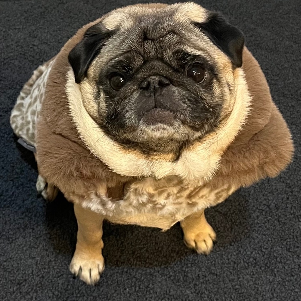 Meet your Posher, Jeanine